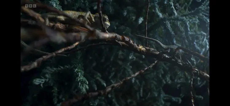 High-casqued chameleon (Trioceros hoehnelii) as shown in Frozen Planet II - Frozen Peaks
